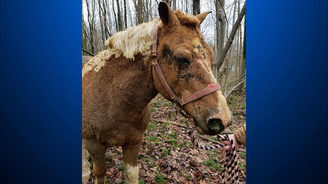 burned-horse-fayette-county.jpg 