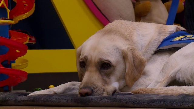 k9-1.jpg 