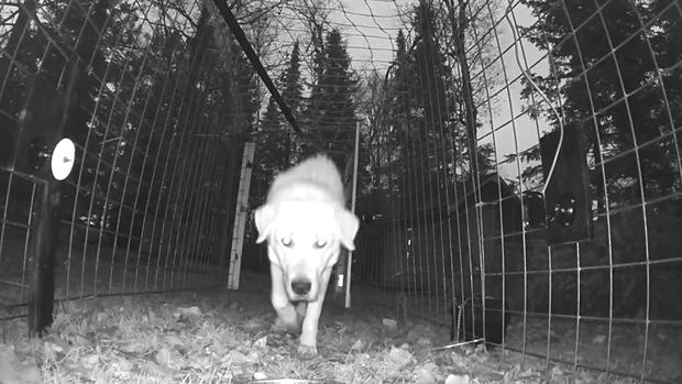 Lost Pet Trail Camera 