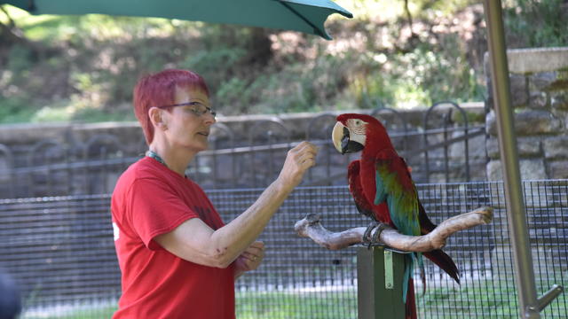 volunteering-with-animal-ambassadors-the-maryland-zoo.jpg 