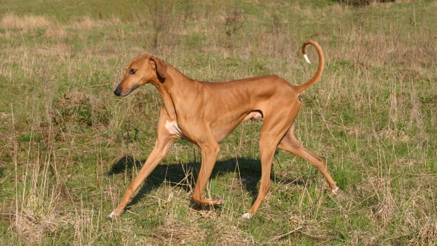 azawakh-dog.jpg 