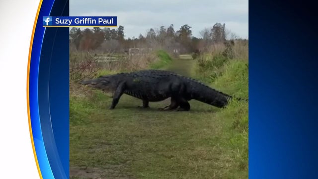 giant-gator.jpg 
