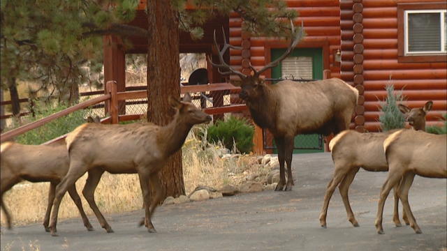 deer-elk-population-10pkg_frame_1651.jpg 
