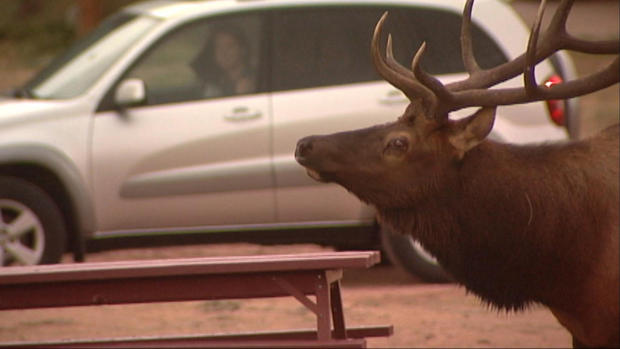 scenic drives elk 