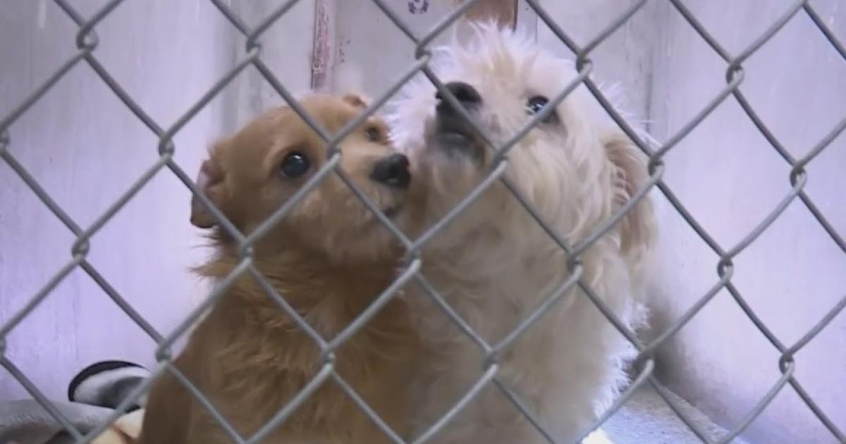 Lodi Animal Shelter At Capacity, Pushing For More Adoptions - Good Day ...