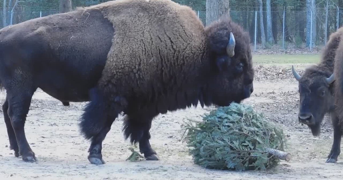 Cape May County Park & Zoo Will Take Your Christmas Trees CBS