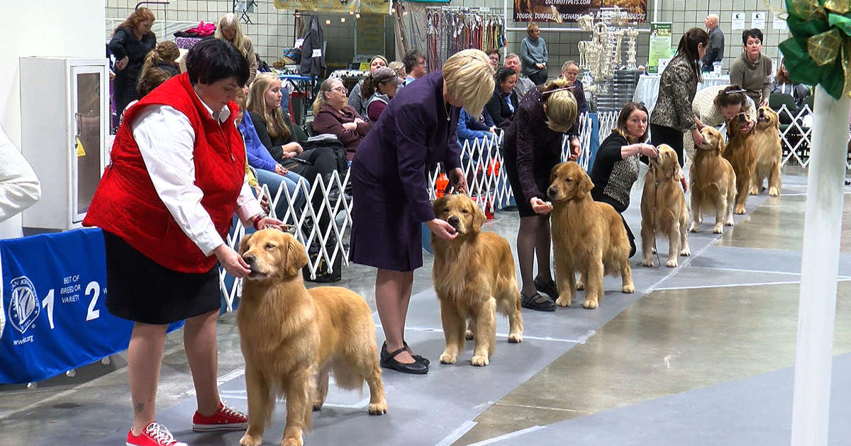 More Than 1,000 Canines To Compete In Land O'Lakes Dog Show CBS Minnesota