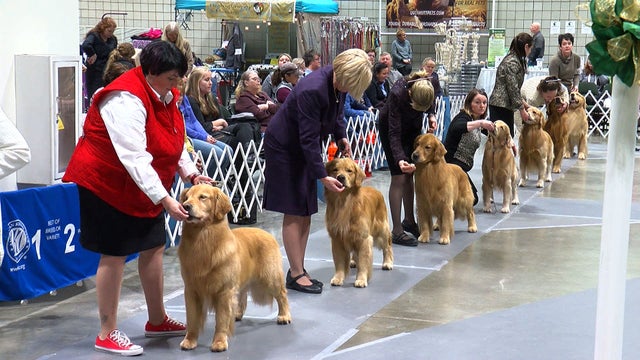 dog-show-1.jpg 