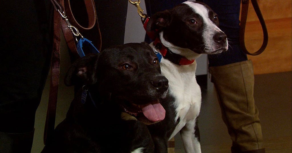 Pet Parade Ruff Tales Rescue CBS Boston