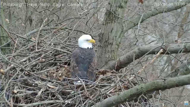 hays-bald-eagle.jpg 