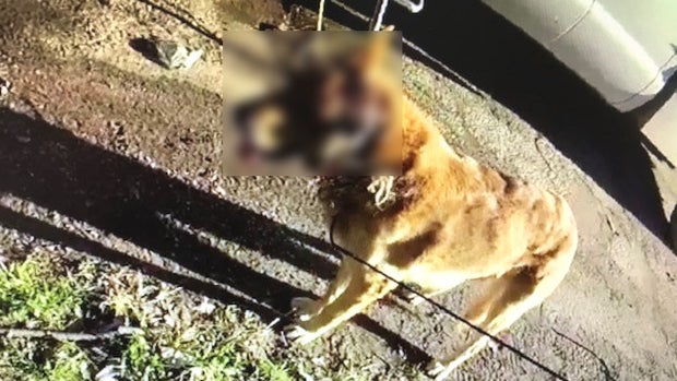 "Lucky" - animal cruelty 2 