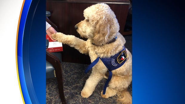 Brady the therapy dog 