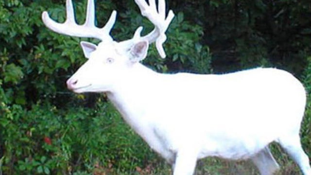 white-deer-stag-carl-mrozek-660.jpg 