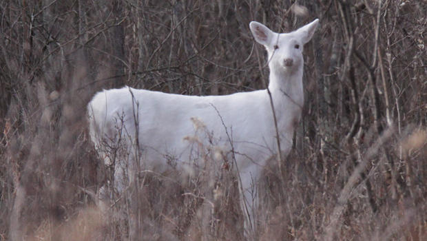 white-deer-carl-mrozek-b-620.jpg 