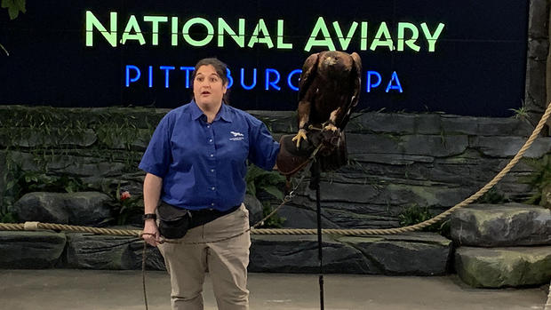 national-aviary-golden-eagle 