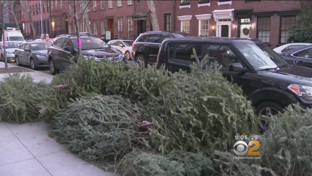Here's What You Need To Know Before Throwing Out Your Christmas Tree In