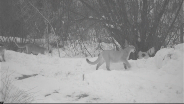 mountain lions 6pkg.transfer_frame_297 