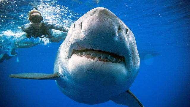 A shark said to be 'Deep Blue', one of the largest recorded individuals, swims offshore Hawaii 