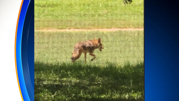 oakland park coyote 2 