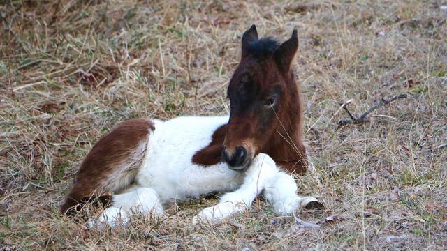 foal6.jpg 