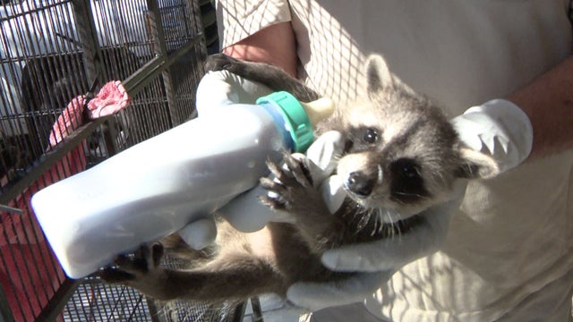 baby-raccoon.jpg 