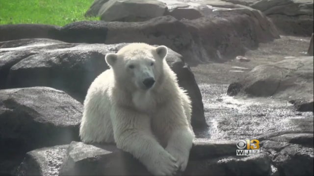 maryland-zoo-polar-bears-wander-into-empty-keeper-area.jpg 