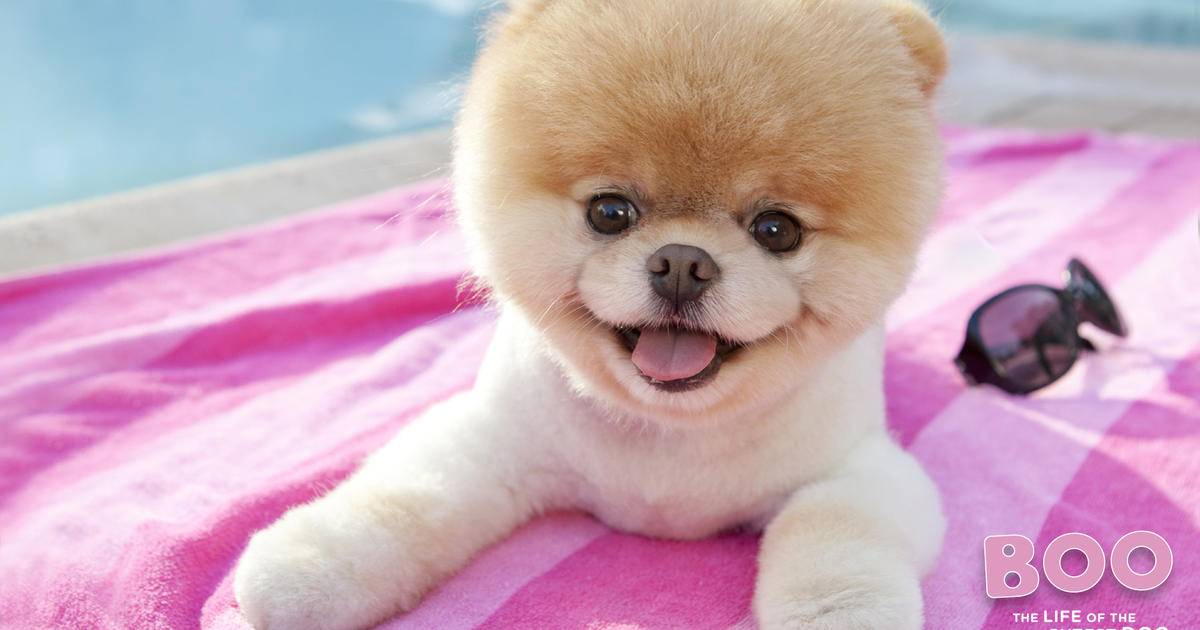 Boo, World\'s Cutest Dog Dies Of \'A Broken Heart\' At 12 - CBS San ...