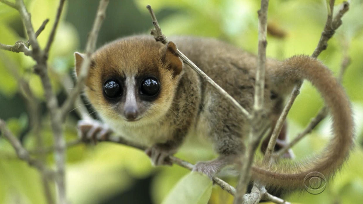 Extinction Madagascar Of Lemurs Would Have Huge Implications For Humans Scientists Say Cbs News 