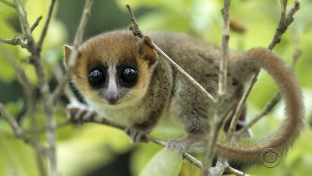 patta-lemurs-final-mp4-00-02-03-29-still001.jpg 