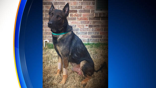 K-9 Koba home from hospital 