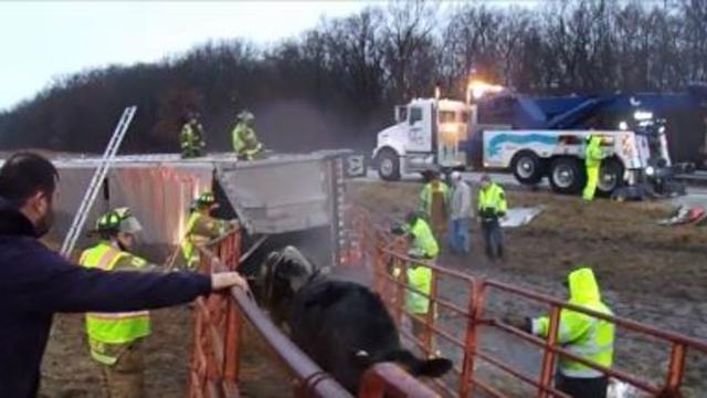 cows-i-70-crash.jpg 