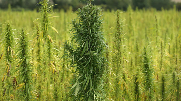 Cannabis Cultivated For Hemp 