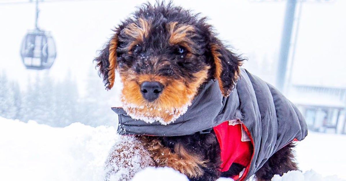 Meet The Newest Ski Patrol Dog At Aspen Snowmass! CBS Colorado
