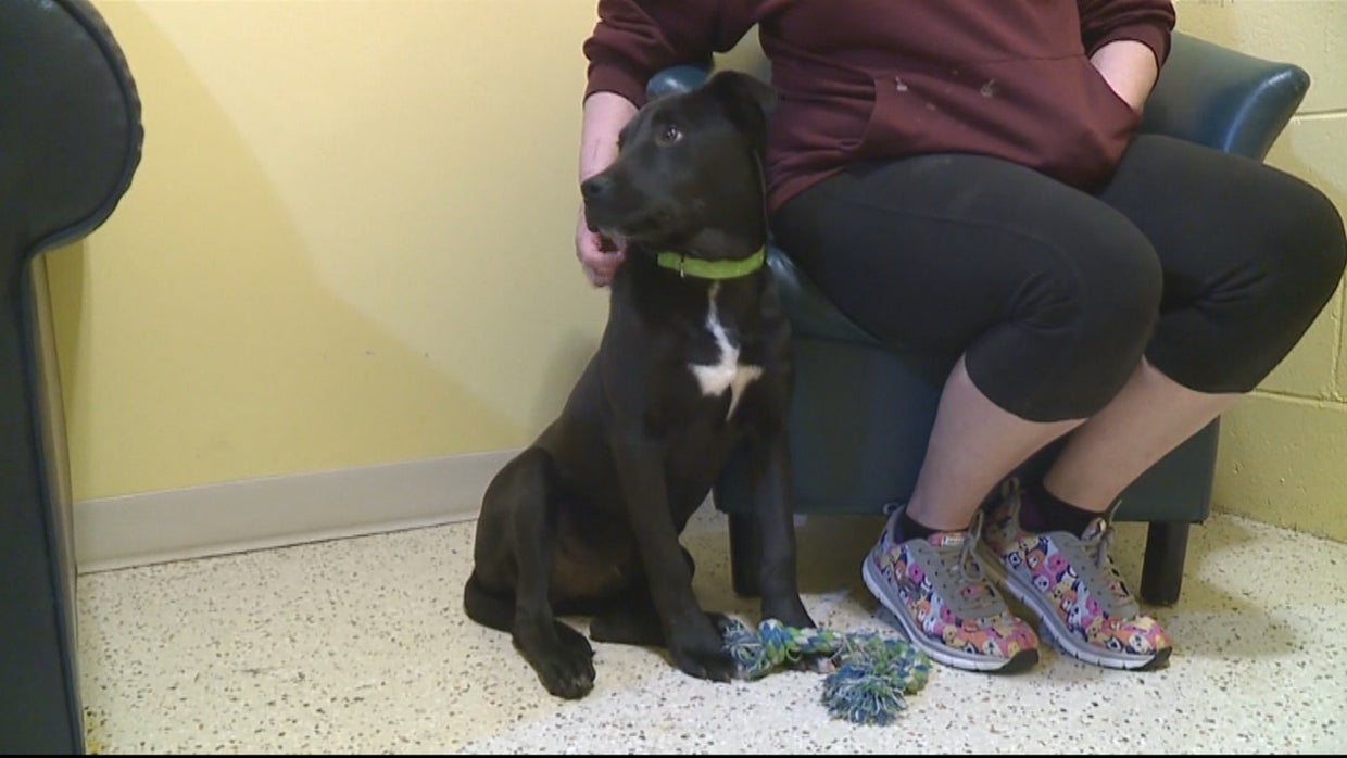 Puppy Survives Euthanasia, Could Become Colorado Veteran's Best Friend ...