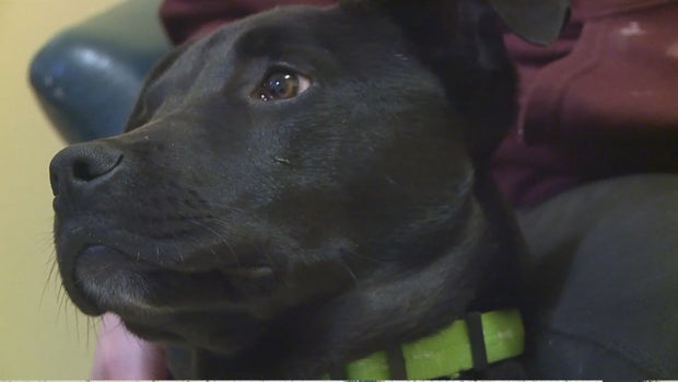 dog survives euthanasia 5vo_frame_337 