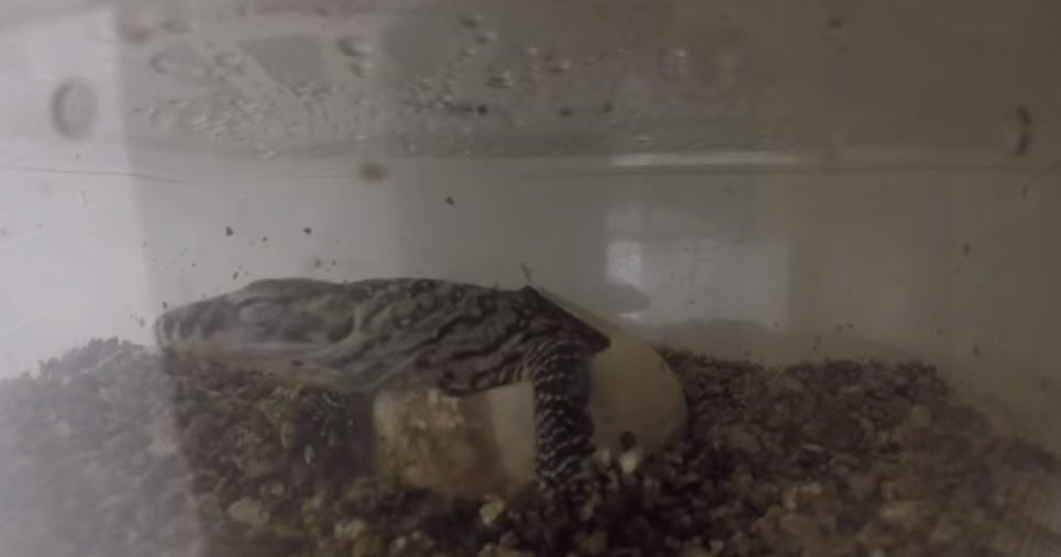 Watch: Time-Lapse Video Of Komodo Dragon Hatching At Denver Zoo - CBS ...