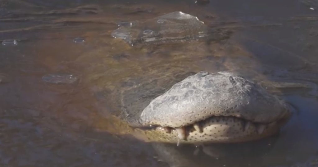Alligators Poke Snouts Out Of Ice To Survive Cold Weather - CBS Boston