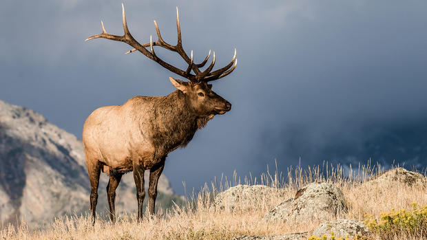 Colorado Bull Elk in Rut generic 