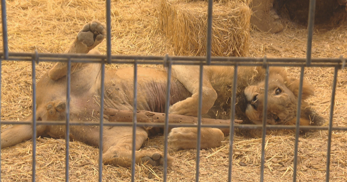 Lion, Tiger Rescued From Saipan Integrating Into Keenesburg Sanctuary ...