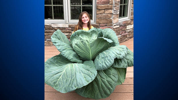 lily-reis-cabbage 