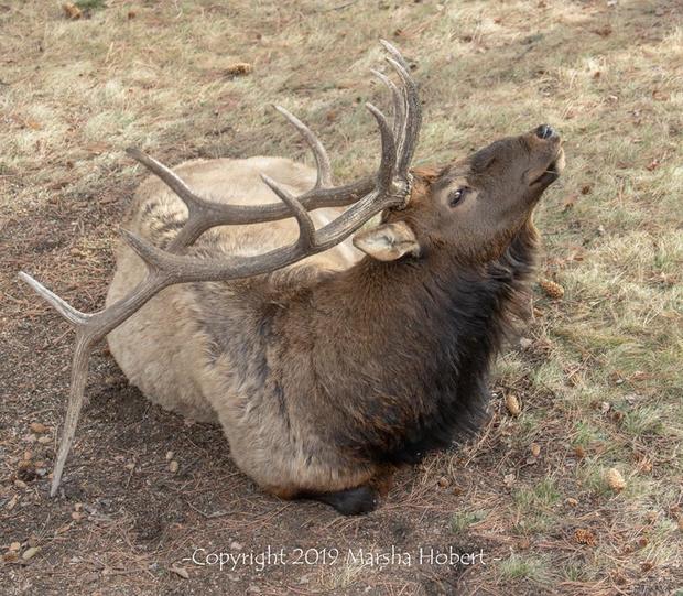 elk poaching 1 (credit marsha hobert) 