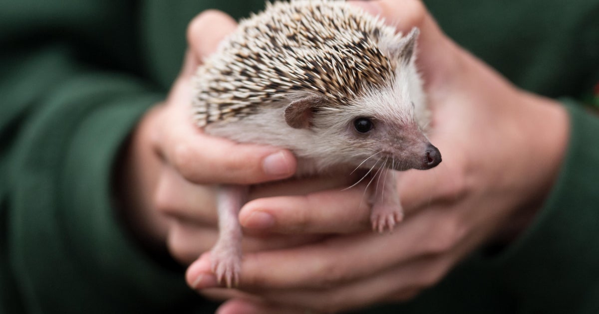 Salmonella outbreak linked to pet hedgehogs, CDC warns CBS News
