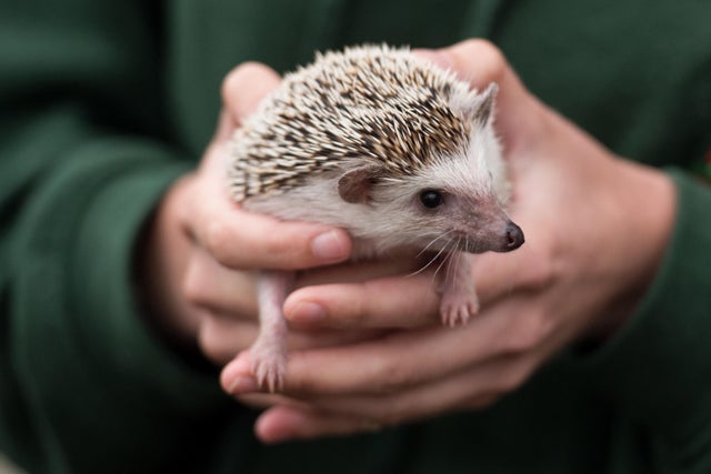 BRITAIN-AGRICULTURE-SHOW 