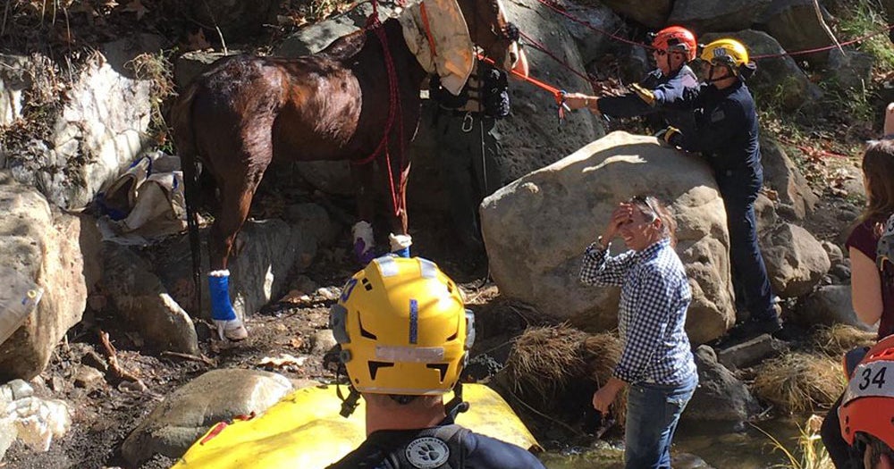 Horse Recovering After 3Hour Rescue Operation From Calabasas Creek