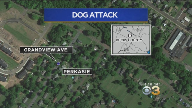 13-month-olddogattack.jpg 