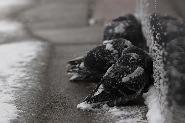 Pigeons huddle together in the snow during a winter storm in Buffalo, NY 