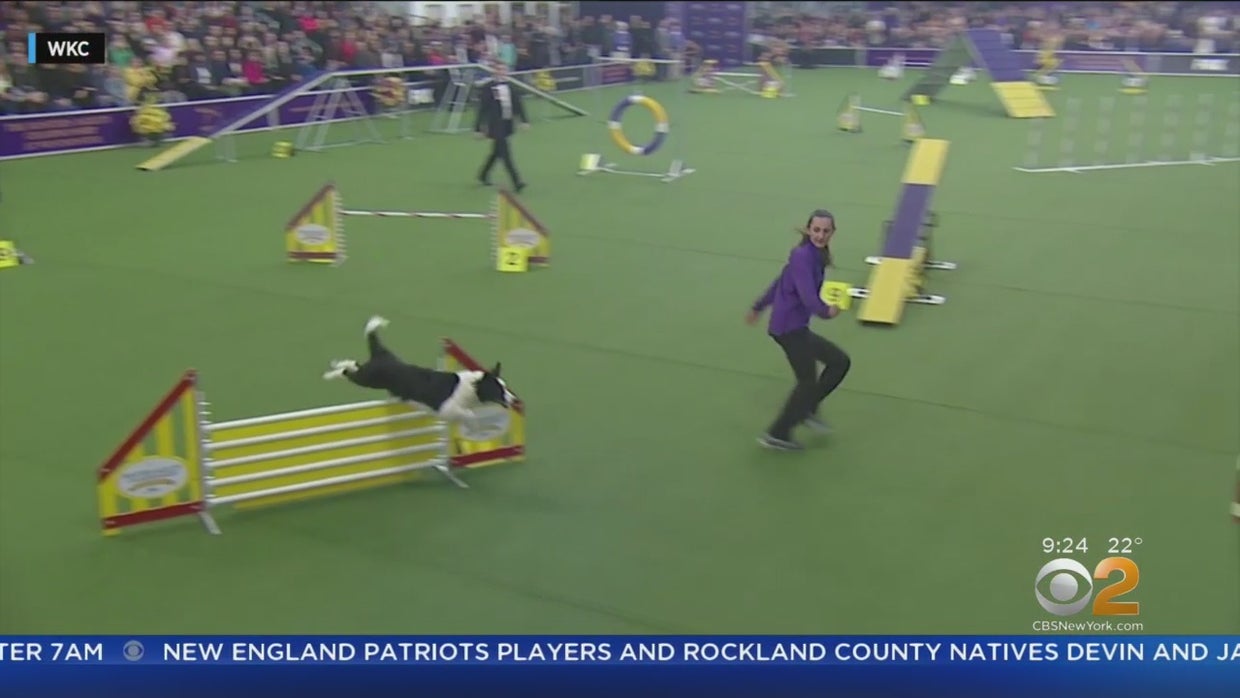 Showtime! Westminster Kennel Club Dog Show Comes Back To NYC CBS New York