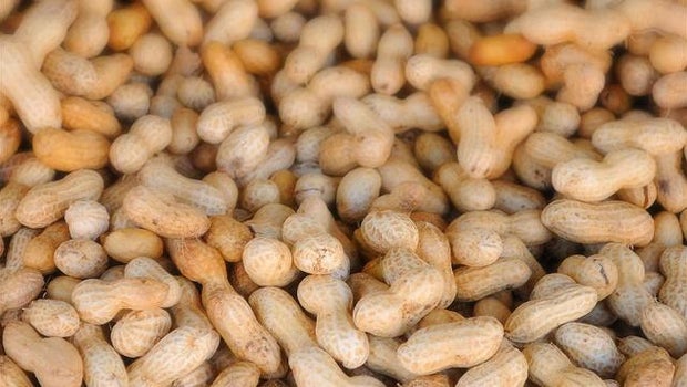 Searching for an end to peanut allergies 
