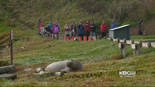 elephant-seal.jpg 