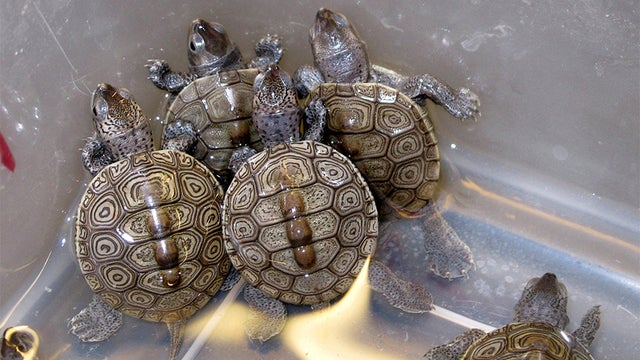 diamondback-terrapins.jpg 